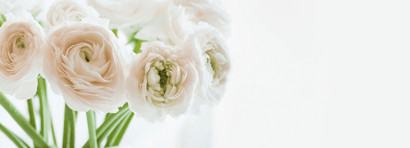 Close up of white flowers with white space on right