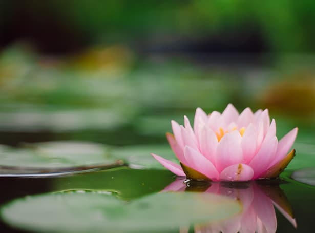 Amica Senior Lifestyles- Mindfulness Event Lotus Flower on Water- Meditation Mindfulness