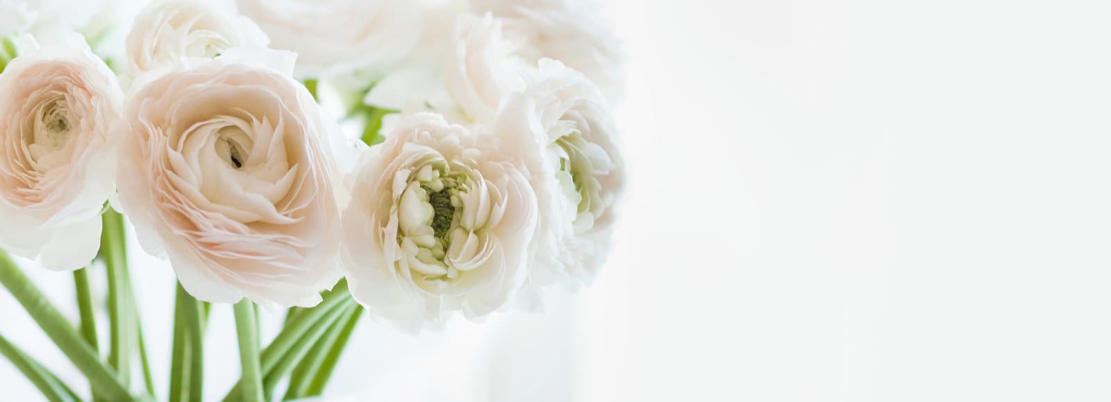 Flower on left Close up of white flowers with white space on right
