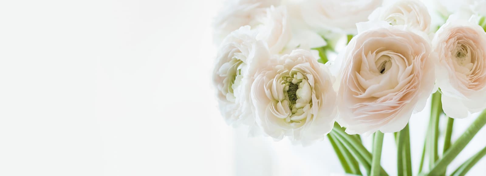 dif_1600x580_flowerRight2 Close up of white flowers on left side with white space on right